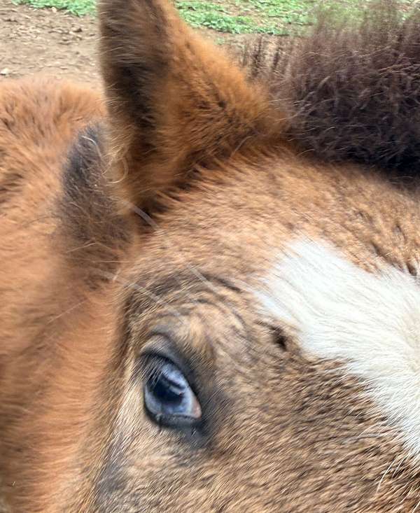miniature-filly