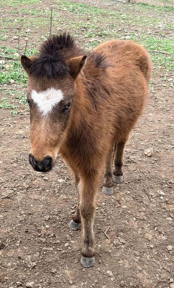 miniature-horse
