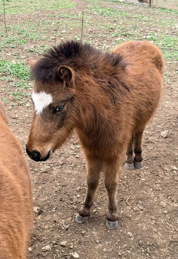 miniature-horse-for-sale