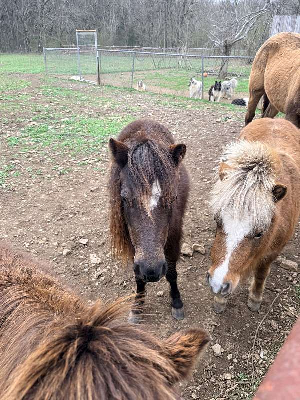 miniature-mare