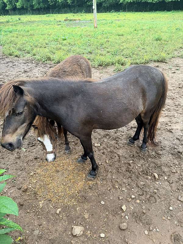 miniature-horse-for-sale