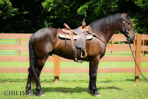 trail-ridi-andalusian-horse
