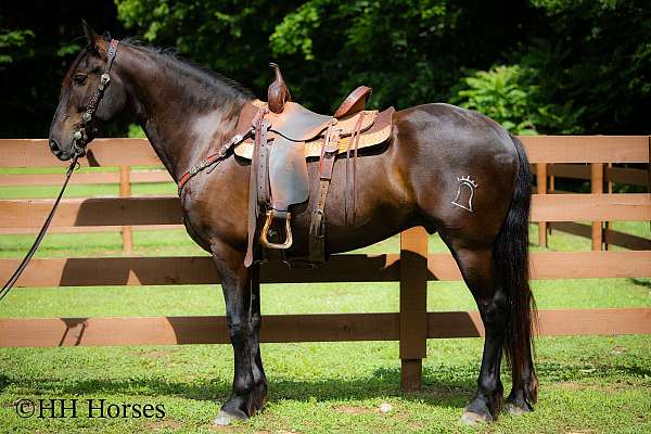 all-around-andalusian-horse