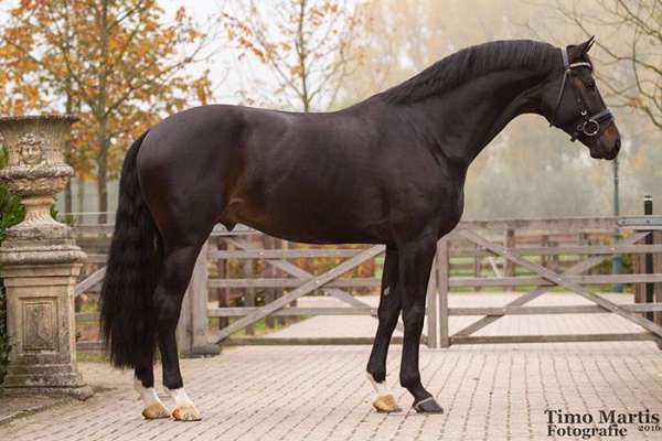 baby-oldenburg-horse