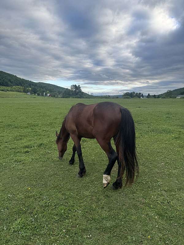 thoroughbred-horse-for-sale