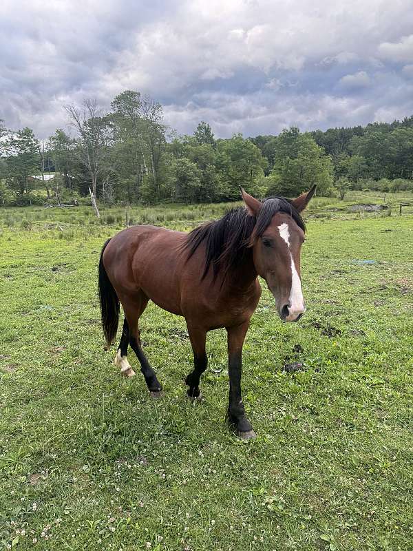 halter-stallion-thoroughbred-horse