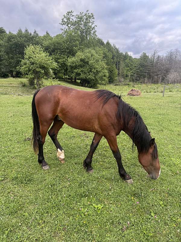 thoroughbred-stallion