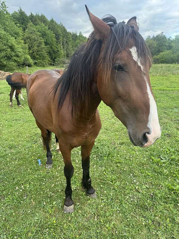 project-stallion-thoroughbred-horse