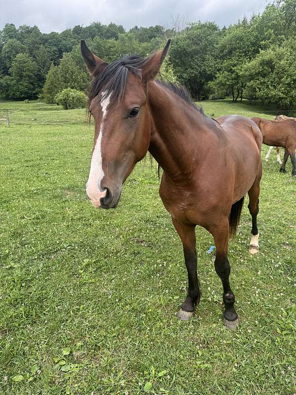 catch-stallion
