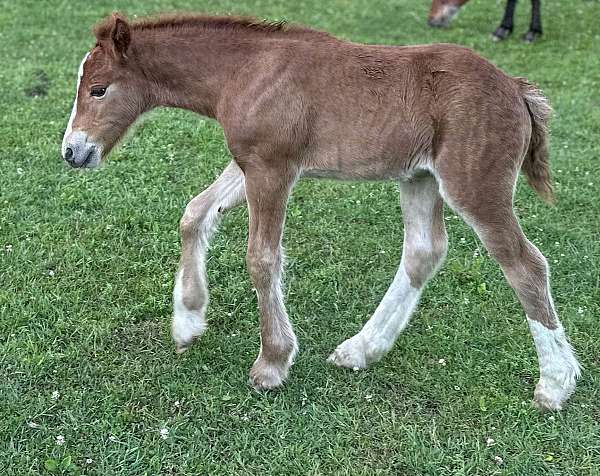 liver-chestnut-color-producer-horse