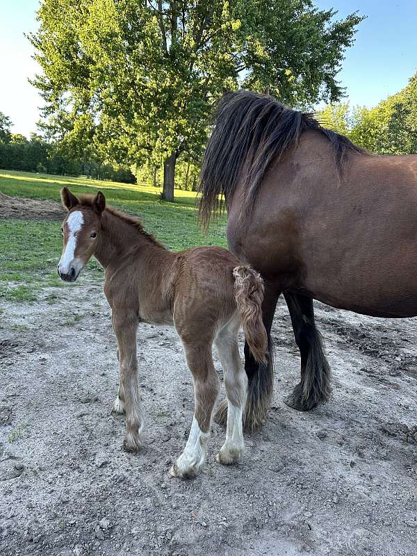 liver-chestnut-gvhs-filly