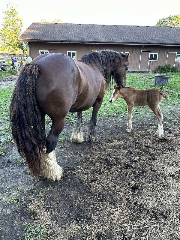 liver-chestnut-gvhs-horse