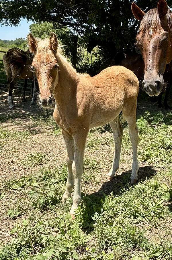 silb-kentucky-mountain-colt