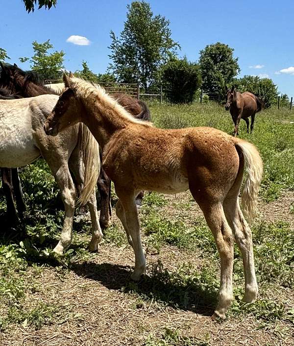 silb-foundation-horse