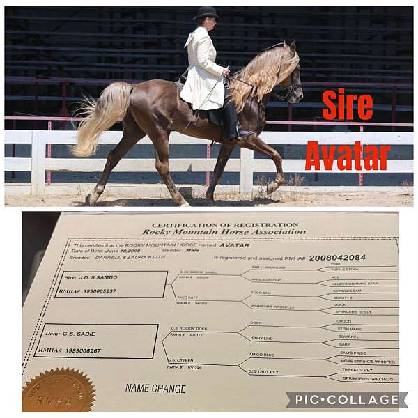 silb-flaxen-mane-horse