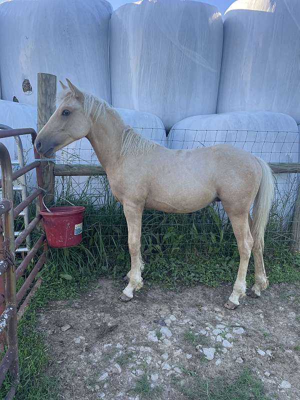 flaxen-mane-bashkir-curly-horse