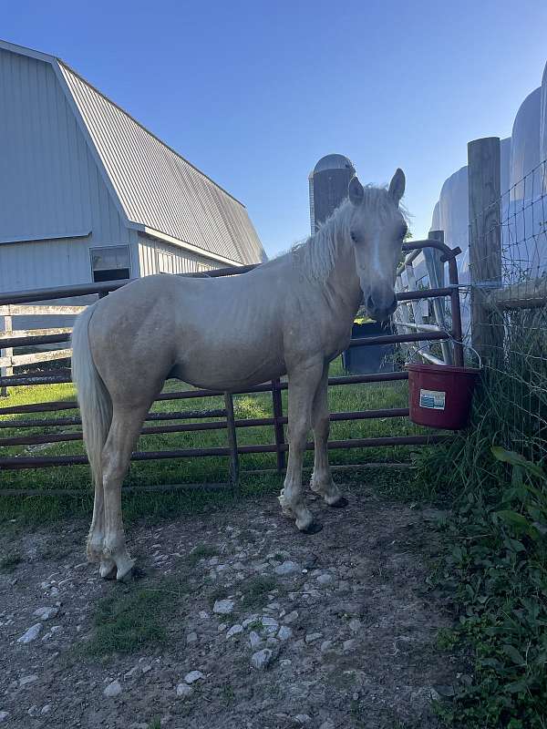 color-producer-bashkir-curly-horse