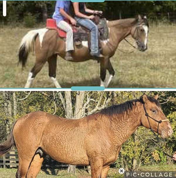 project-bashkir-curly-horse