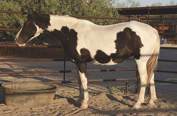 all-around-tennessee-walking-horse