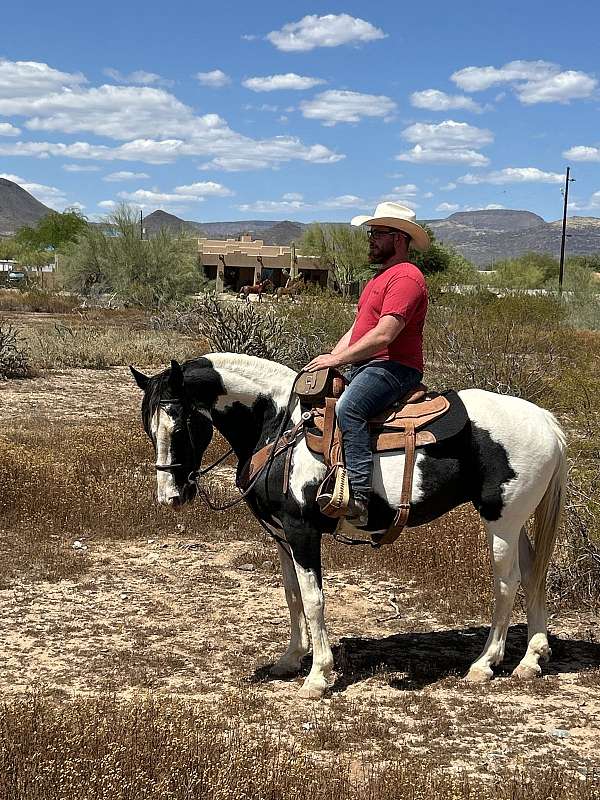 breeding-tennessee-walking-horse