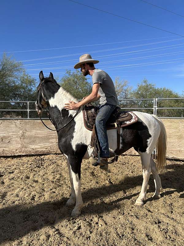 finished-tennessee-walking-horse