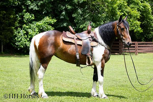 tobiano-trail-class-co-horse
