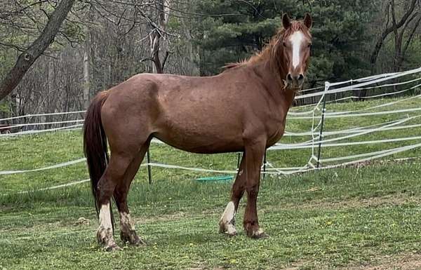 roan-white-mustang-mare