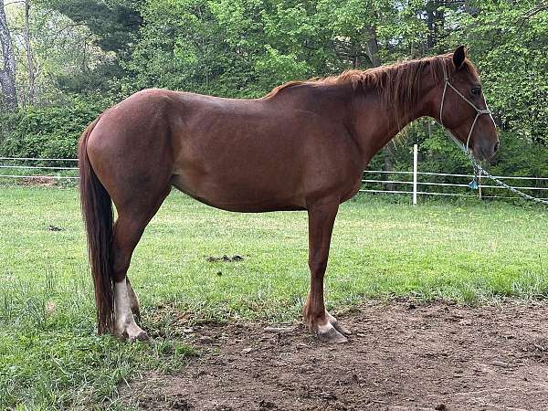 roan-white-project-horse