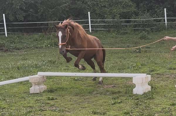 broke-to-ride-mustang-horse