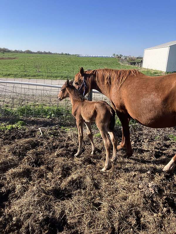 arabian-colt
