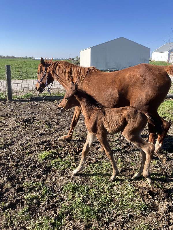 arabian-horse-for-sale