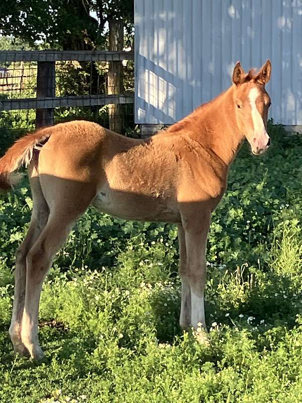 bay-chestnut-colt