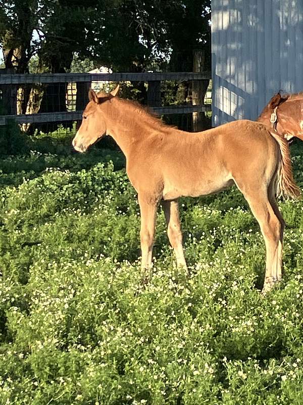 half-arabian-colt