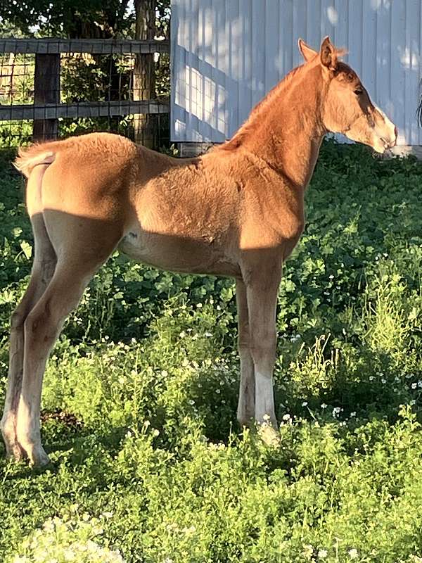 half-arabian-horse-for-sale