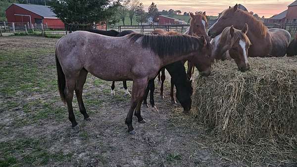 streak-of-fling-horse