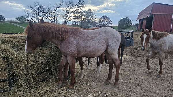 streak-of-fling-quarter-horse