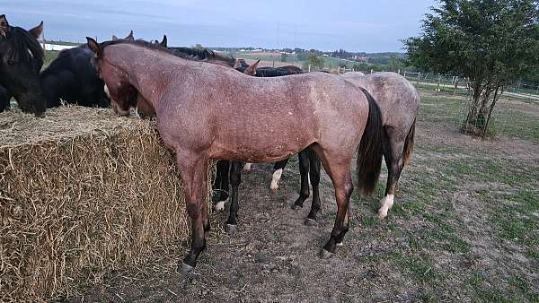 sun-frost-yearling
