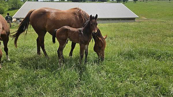 athletic-quarter-horse