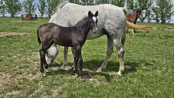 all-around-quarter-horse