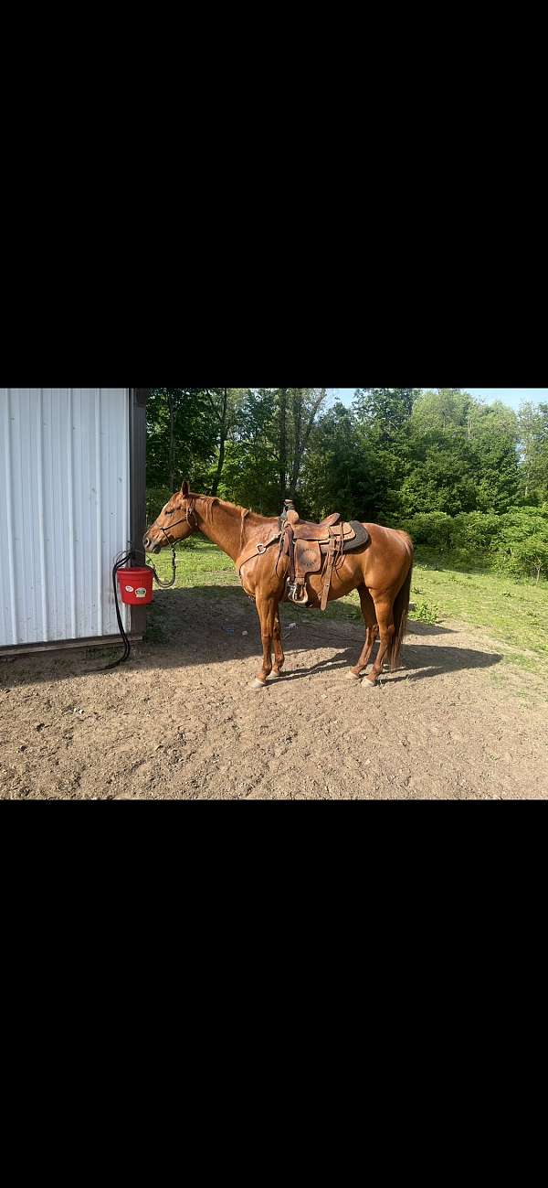 all-around-quarter-horse