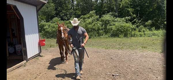 athletic-quarter-horse