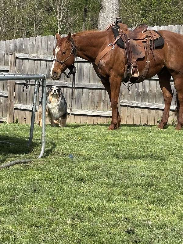 barrel-racing-quarter-horse