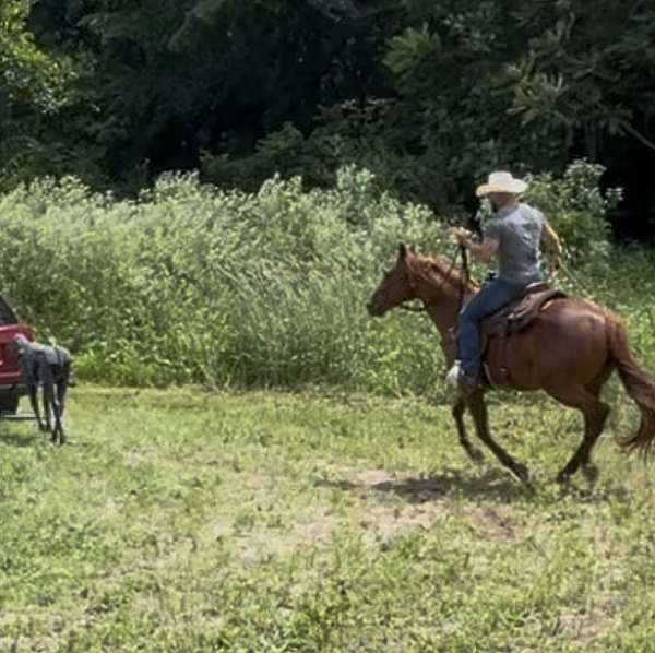 cutting-prospect-quarter-horse