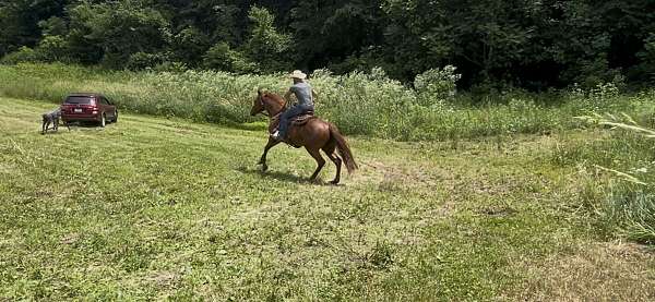 hazing-quarter-horse