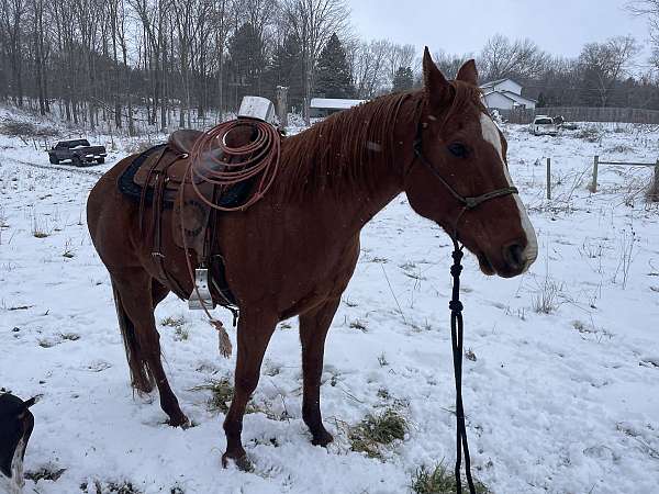 penning-quarter-horse