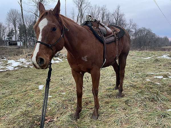 ranch-quarter-horse