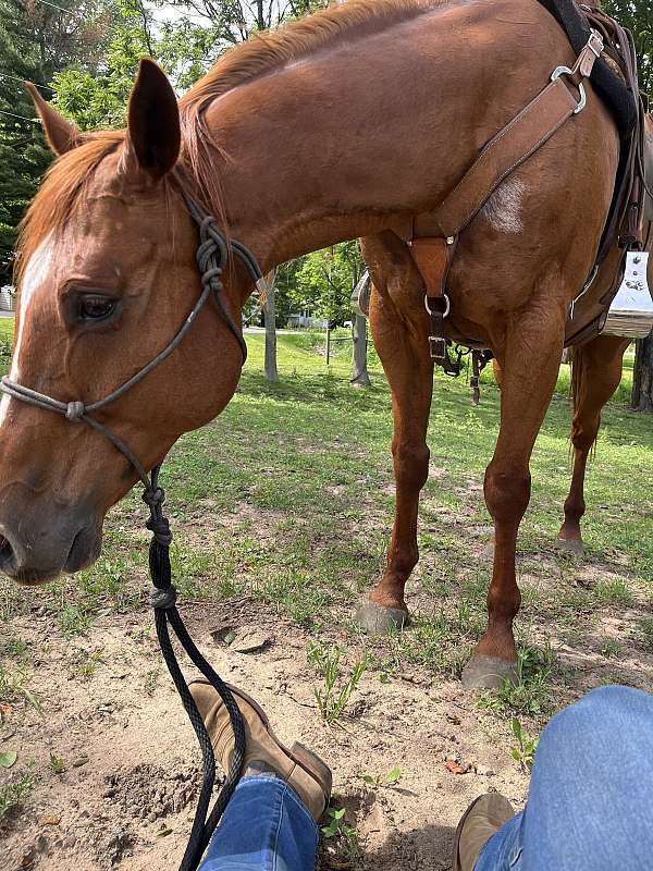ranch-versatility-quarter-horse