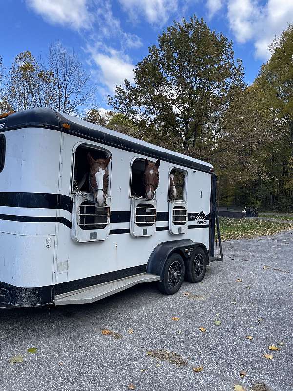 barrel-race-quarter-horse