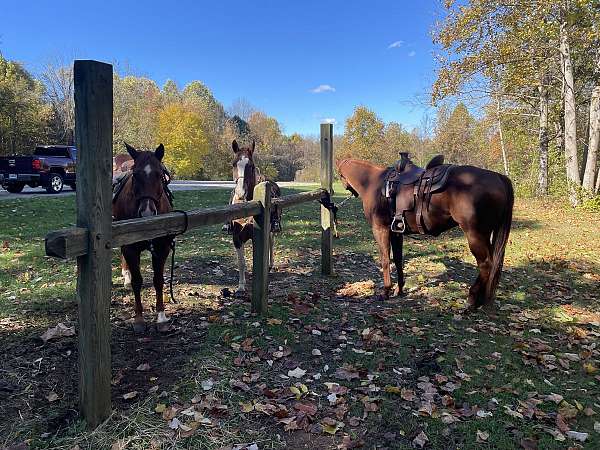 ranch-work-quarter-horse