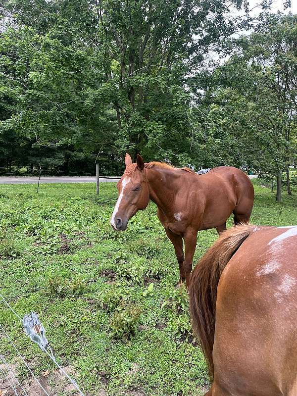 all-quarter-horse